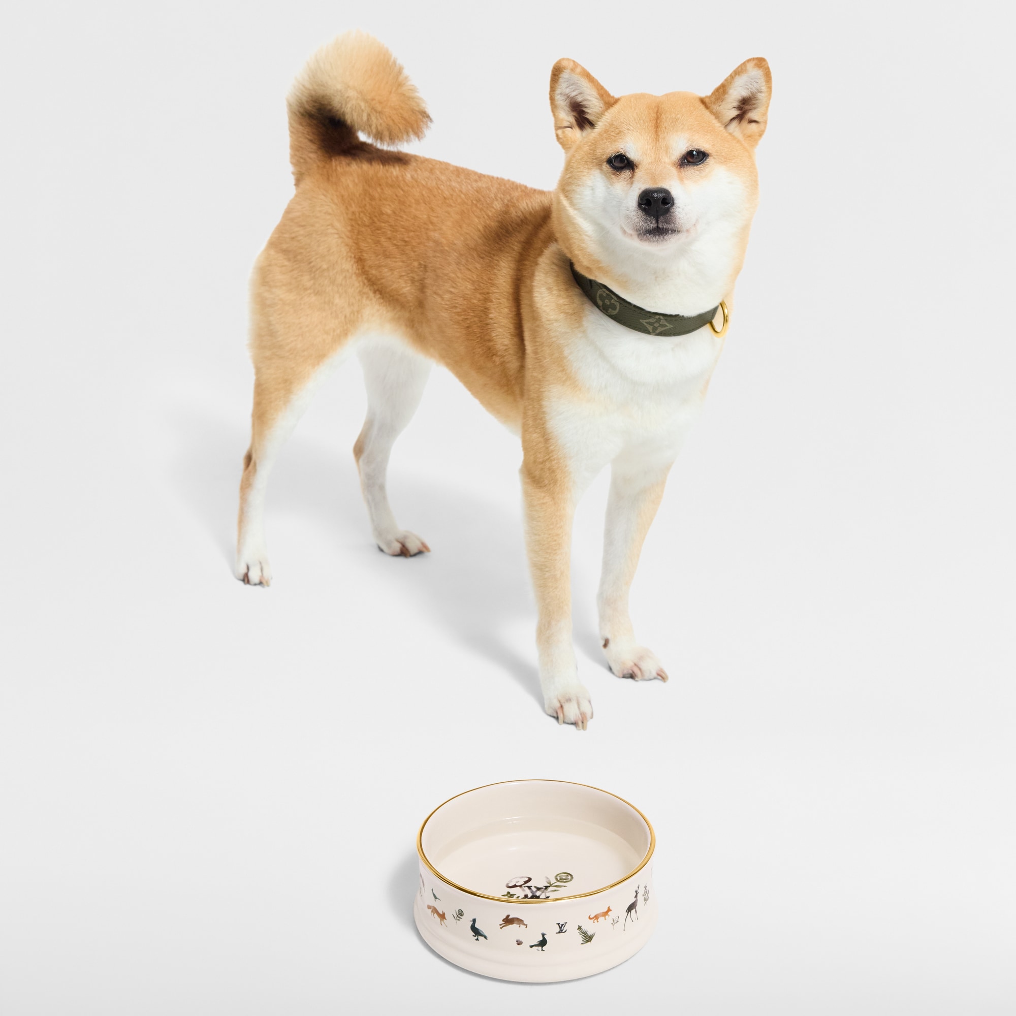 Dog Bowl S00 in Trunks, Travel and Home