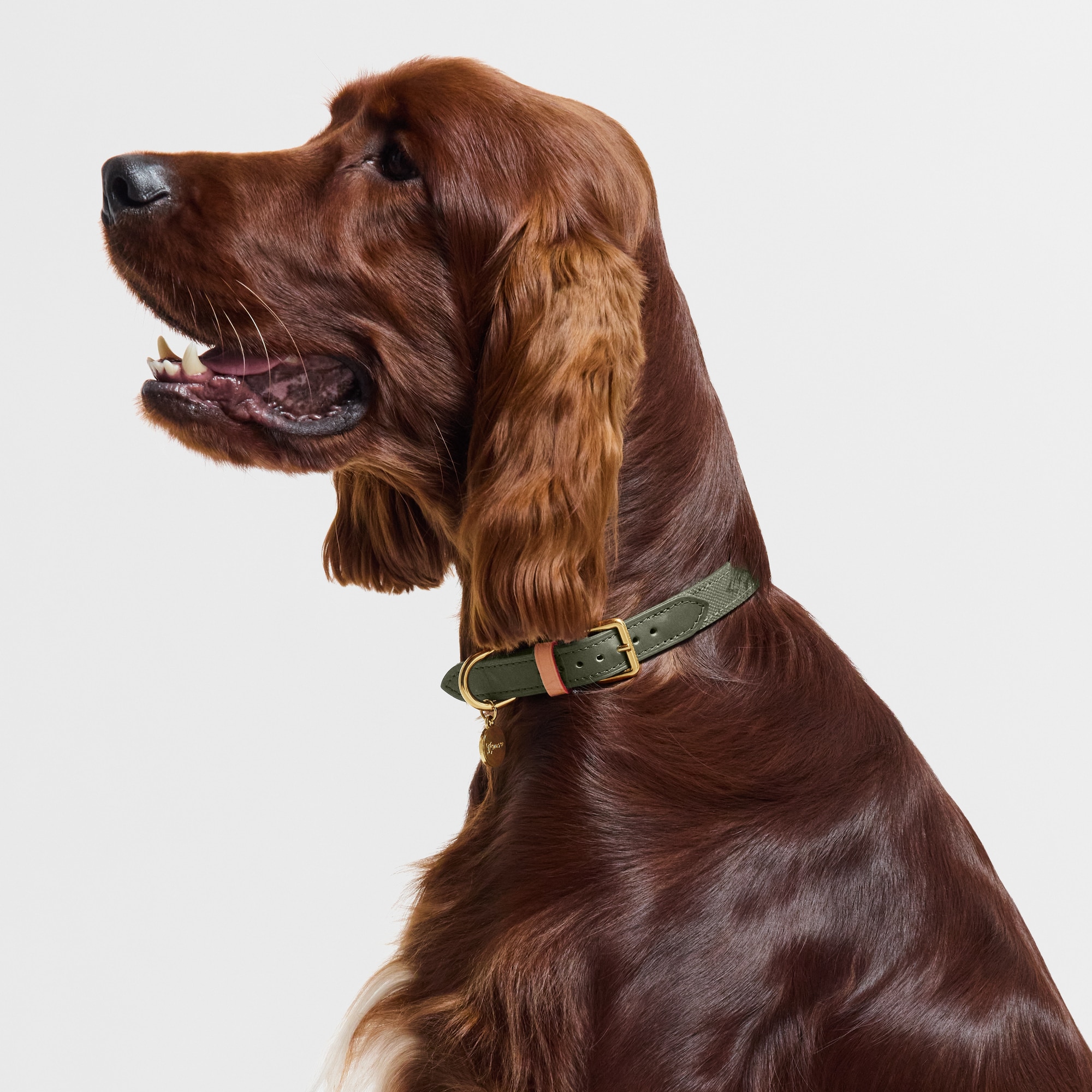 Dog Collar MM S00 in Trunks, Travel and Home