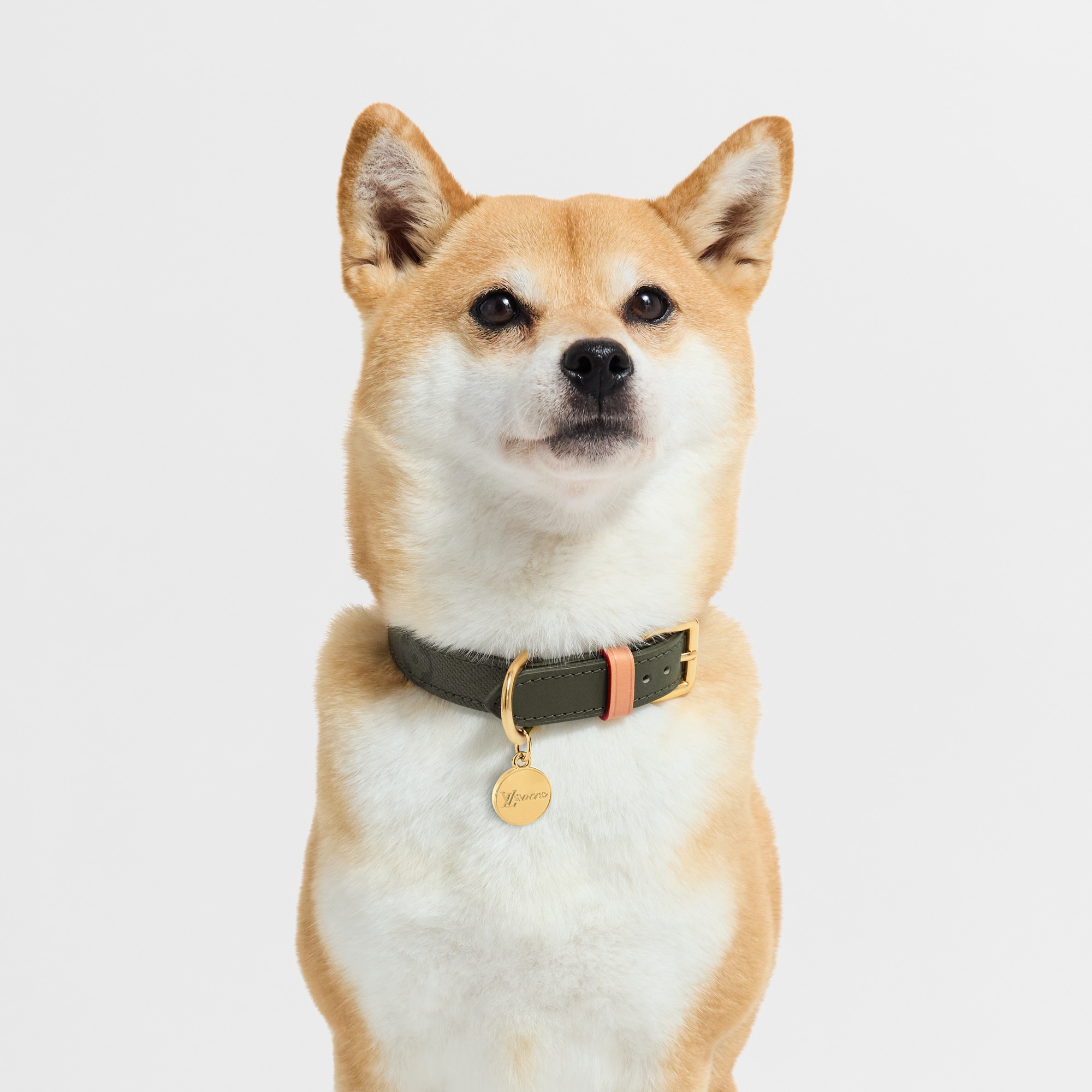 Dog Collar PM S00 in Trunks, Travel and Home