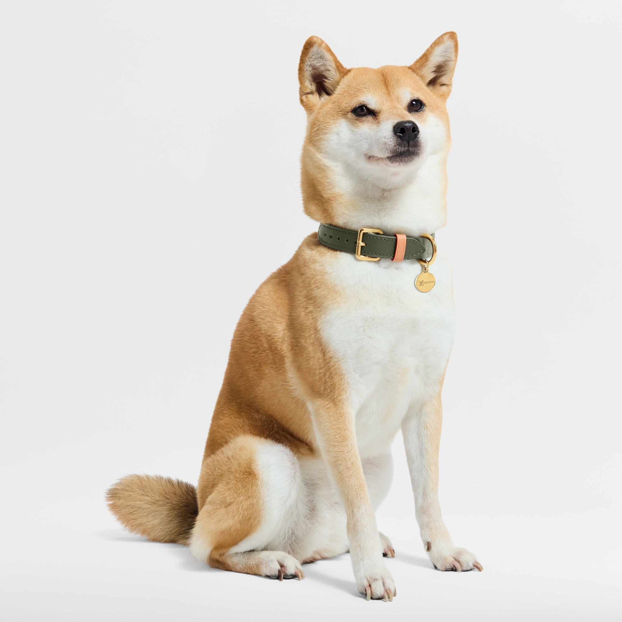 Dog Collar PM S00 in Trunks, Travel and Home