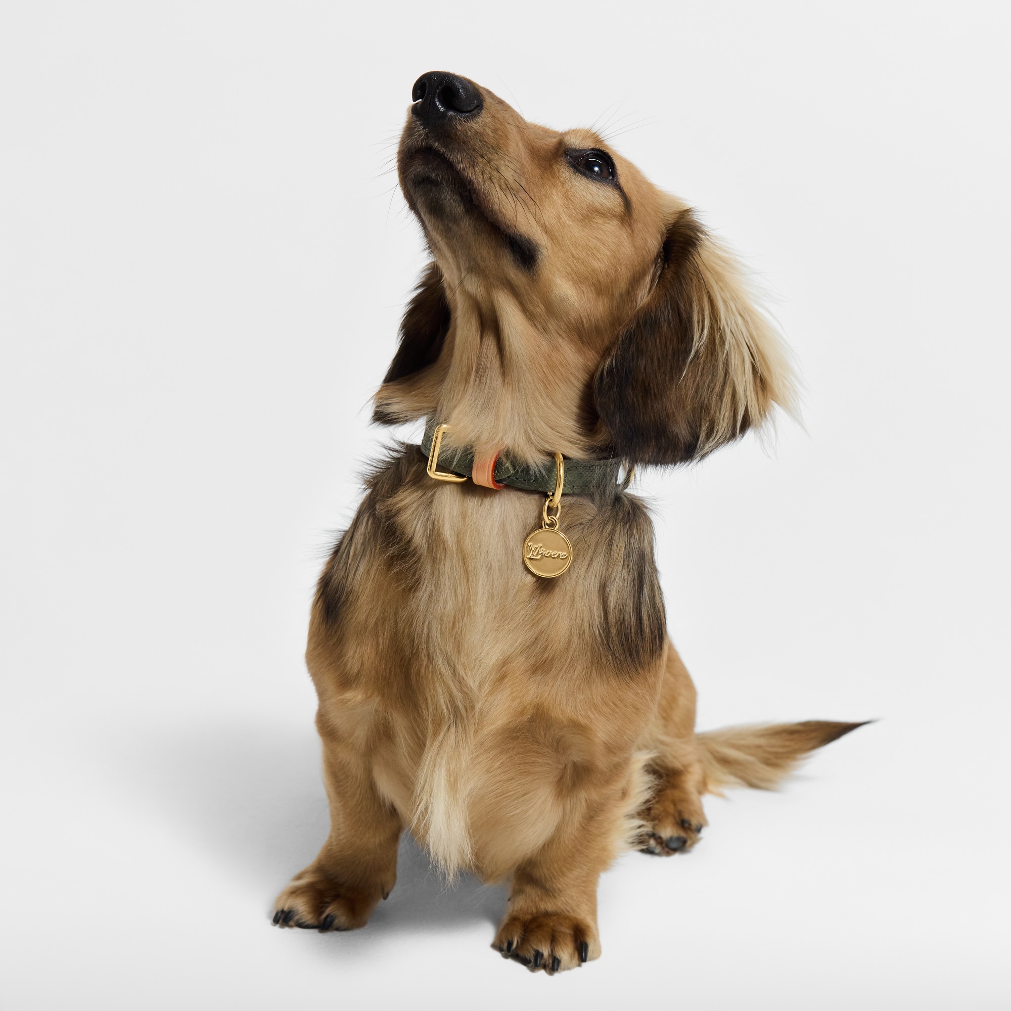 Dog Collar XS S00 in Trunks, Travel and Home